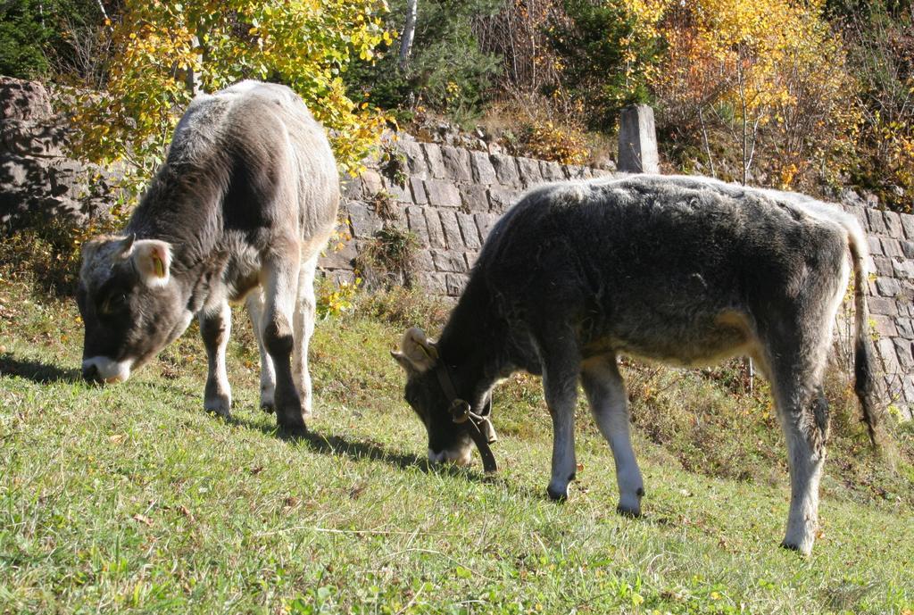 Agritur Fior Di Bosco Hotel Valfloriana ภายนอก รูปภาพ